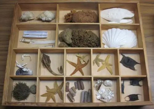 Schaukasten: Schaukasten mit Meerestieren. Muscheln, Schwämme, Schnecken, Seesterne etc. 16 abgeteilte Fächer mit 44 Präparaten. 