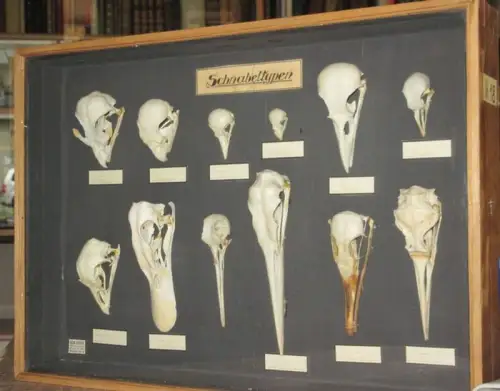 Höpfel   Gebrüder Höpfel,  Naturwissenschaftliches Institut, Berlin: Schnabeltypen. Schaukasten / Lehrkasten für den biologischen Unterricht. Ausgestellt sind die Schnabelformen von Bussard, Papagei, Specht.. 