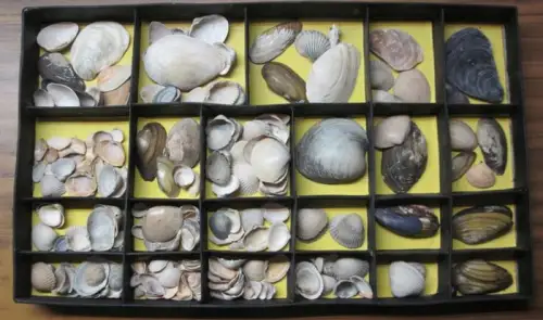 Schaukasten mit Muscheln: Schaukasten mit Muscheln. Muschelfunde. Ungezählte (über 100) Muscheln, eingelegt in 23 abgeteilte Fächer. 