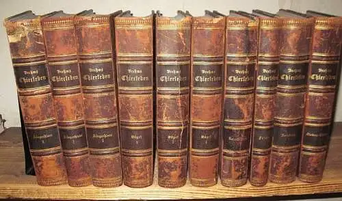 Brehm, Alfred Edmund: Brehms Thierleben (Tierleben). Kolorirte (kolorierte) Ausgabe Komplett in 10 Bänden:  1. Abt.: 1) Säugetiere 1. Bd.: Affen u. Halbaffen, Flattertiere, Raubtiere.. 