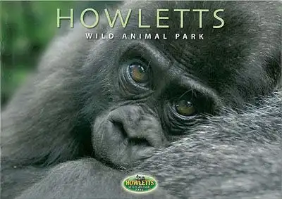 Howletts (Kent) Official Brochure (junger Gorilla)