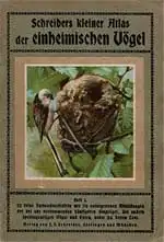 Schreibers kleiner Atlas der einheimischen Vögel. Heft 1. 12 feine Farbdrucktafeln mit 79 naturgetreuen Abbildungen der bei uns vorkommenden häufigeren Singvögeln. 