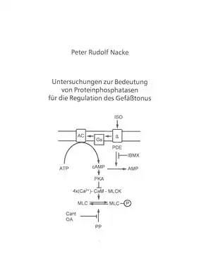 Untersuchungen zur Bedeutung von Proteinphosphatasen für die Regulation des Gefäßtonus. 