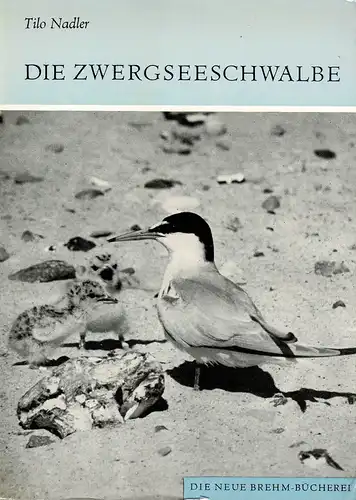 Die Zwergseeschwalbe. (Sterna albifrons) (Neue Brehm-Bücherei Band 495). 