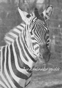 Der Zoodirektor erz?hlt, Folge 2 (Zebra). 