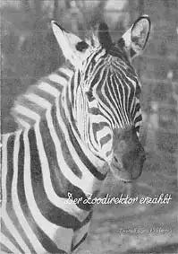 Der Zoodirektor erzählt, Folge 2 (Zebra). 