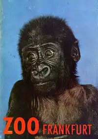 Wegweiser (junger Gorilla). 