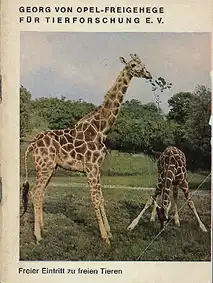 Zooführer (Giraffen). 