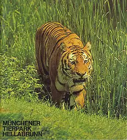 Zooführer (Tiger) 26. erweiterte Auflage. 