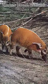 Zooführer (Pinselohrschweine). 