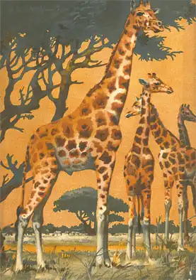 Das Tier und wir (Giraffen) Mai 1934. 