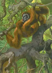 Das Tier und wir (Orang-Utans) Dezember 1936. 