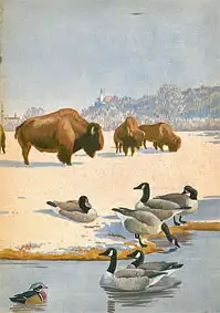 Das Tier und wir (Bisons und Kanadagänse) April 1938. 