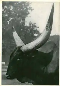 Das Tier und wir (Watussi-Rind) April 1939. 