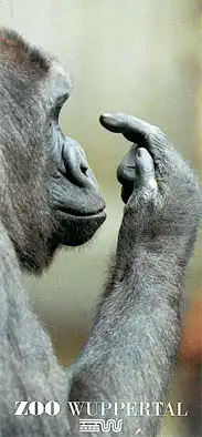 Faltblatt (Gorilla). 