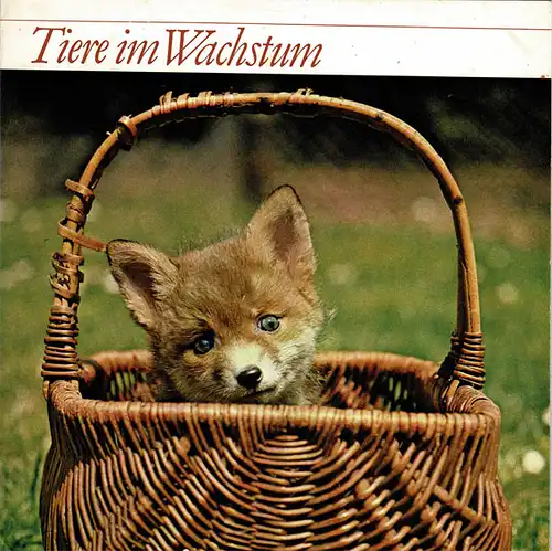 Tiere im Wachstum. Der Fuchs. 