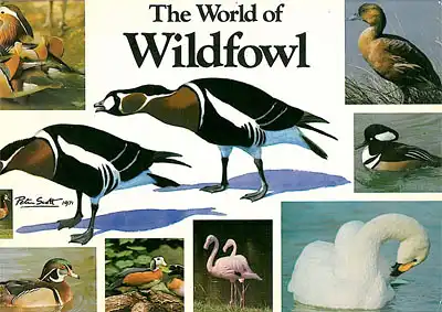 The World of Wildfowl incl. Guides. 