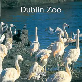 Zoo Guide (Flamingos). 