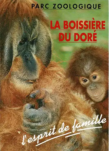 Kurzinfo (Orang Utans). 