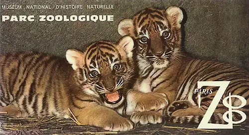 Parc Zoologique de Paris, Zooführer (junge Tiger). 