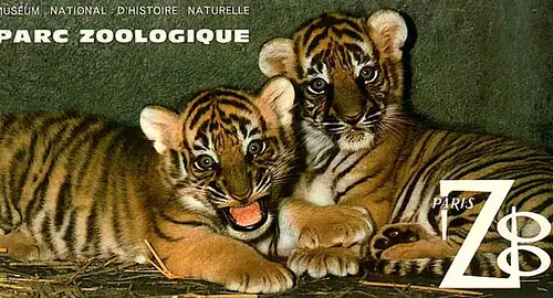 Parc Zoologique de Paris, Zooführer (junge Tiger). 