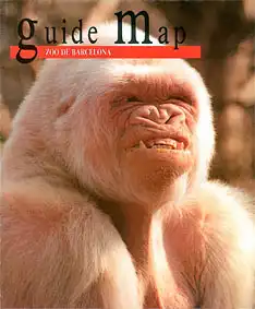 Guide Map (Albino Gorilla). 