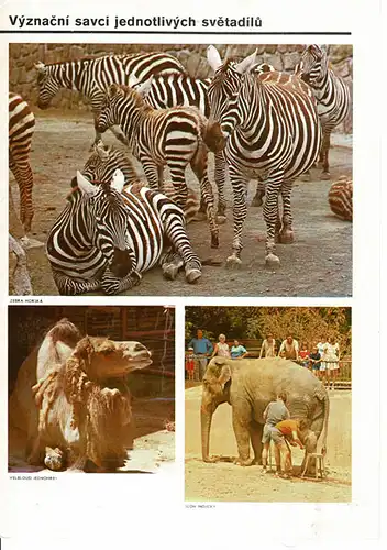 Tierbilder- Faltblatt (vorn: Zebras, Kamel, Elefant). 