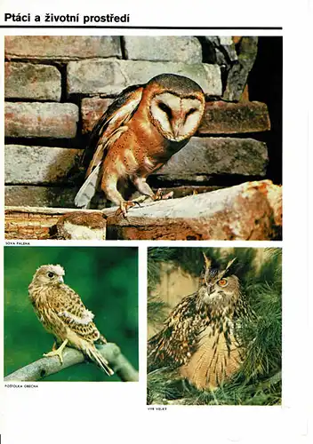 Tierbilder- Faltblatt (vorn: 3 Bilder von Greifvogel, Eule, undä.). 