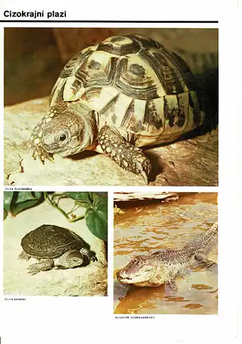 Tierbilder- Faltblatt (vorn: 2 Schildkröten, Aligator). 