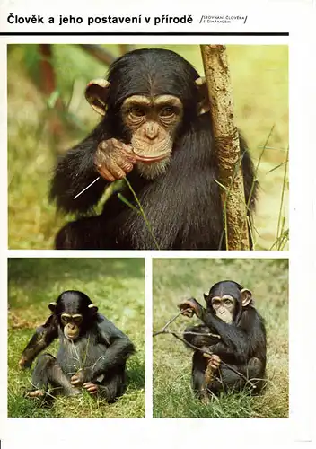 Tierbilder- Faltblatt, Schimpansen- Extra (vorn: 3 Bilder eines kleinen Schimpansen). 