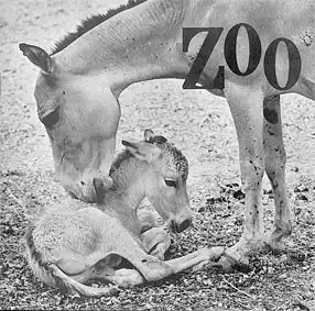 Zoo Vol. VIII, No. 5. 