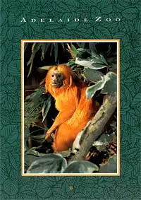 Zoo Guide (Golden lion tamarin). 