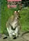 Animals and Zoos, 1994/ Nr. 9. 