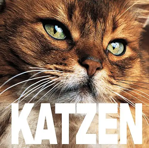 Katzen. Cube Book. 