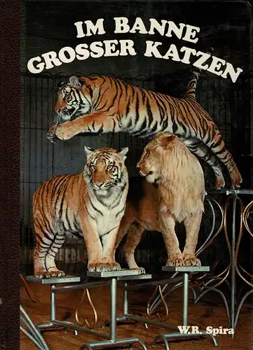 Im Banne grosser Katzen. 