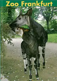 Wegweiser (Okapis). 