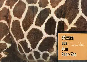 Skizzen aus dem Ruhr-Zoo (Walter Ebke). 