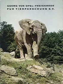 Zooführer (Elefant),(Chio Chips Werbung hinten). 