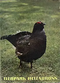 Zooführer (Raufußhuhn). 