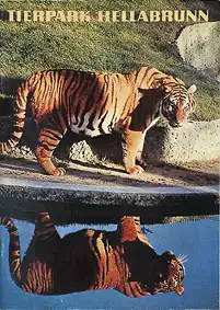 Zooführer (Tiger am Wassergraben). 
