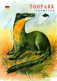 Zooführer (Zeichnung: Buntmarder). 