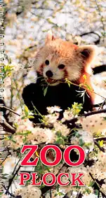 Zooführer (kleiner Panda) mit Faltplan. 