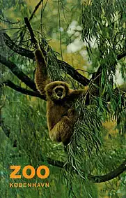 Zoof?hrer (Gibbon). 