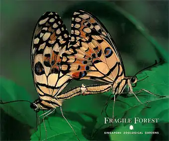 Fragile Forest (2 Schmetterlinge). 