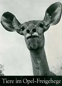 Tiere im Opel-Freigehege. 