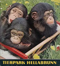 Zooführer (3 junge Schimpansen). 