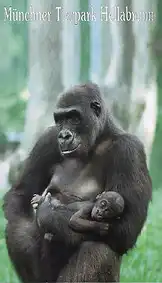 Zooführer (Gorillamutter mit Jungtier). 