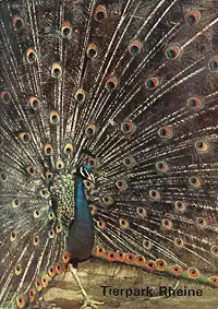 Zooführer (Pfau). 