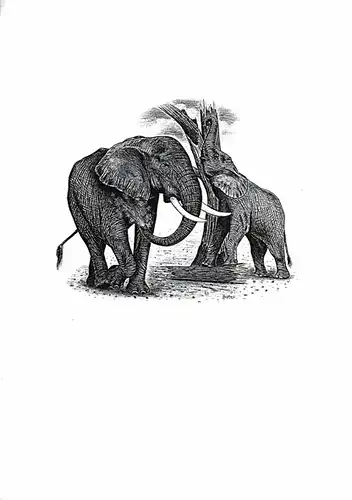 Pressetext zur Festschrift des Elefantenparks. 
