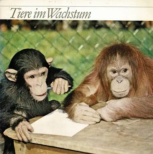 Tiere im Wachstum. Der Orang-Utan. 